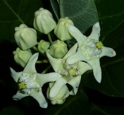 Giant Milkweed (White), Crown Flower, Indian Bowstring Hemp, Giant Calotrope, Khmer Flower, Calotropis gigantea 'Alba', Asclepias gigantea